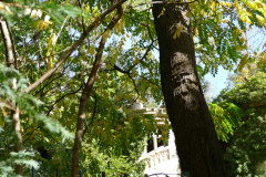 The image is a high-resolution photograph capturing a serene, wooded scene. Dominating the foreground is a tall, mature tree with a thick trunk and a dense canopy of green leaves. The tree's bark is rough and textured, with visible cracks and a few small branches protruding from its sides. The leaves are vibrant and lush, casting dappled shadows on the ground below. In the background, partially obscured by the foliage, is a white, two-story building with a red roof. The building has a classic architectural style, with a symmetrical facade and large windows. The sky is clear blue, with a few wispy clouds scattered across it. The overall mood of the image is tranquil and natural, emphasizing the beauty of the forest and the subtle presence of human-made structures. The photograph is taken during daylight hours, likely in the late afternoon, as suggested by the warm, golden light filtering through the leaves. The image is rich in detail, capturing the intricate textures of the tree bark, the smooth surface of the building, and the soft, feathery appearance of the leaves. The composition is balanced, with the tree occupying the left side of the frame and the building on the right, creating a harmonious blend of natural and man-made elements. The photograph is likely taken with a digital camera, given its sharpness and clarity. The image does not contain any text or discernible human figures. The overall effect is one of peaceful coexistence between nature and architecture.