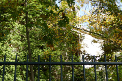 The image is a high-resolution photograph capturing a serene autumn scene. In the foreground, there is a black metal fence with vertical bars, partially visible on the left side of the frame. The fence is slightly rusted, adding a touch of age and character to the scene. Beyond the fence, a dense canopy of trees with vibrant autumn foliage fills the background. The leaves are a mix of green, yellow, and orange, indicating the transition from summer to fall. The trees are tall and slender, with a few branches extending diagonally across the top of the image, adding depth and texture to the scene. The sky is not visible due to the dense foliage, but the sunlight filtering through the leaves creates a warm, golden glow, enhancing the autumnal ambiance. The image is taken during the day, and the overall mood is calm and tranquil, emphasizing the natural beauty of the season. The photograph is likely taken in a park or a similar natural setting, as suggested by the presence of the fence and the absence of human activity. The image does not contain any discernible text or human figures. The focus is solely on the natural elements, capturing the essence of autumn in a visually appealing manner. The image is clear and sharp, with no visible blur or distortion, indicating a high-quality camera and skilled photography. The overall composition is balanced, with the fence serving as a leading line that draws the viewer's eye into the scene. The image is a testament to the photographer's ability to capture the subtle beauty of nature.