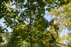 The image is a high-resolution photograph capturing a serene autumn scene. The foreground is dominated by a dense cluster of trees with vibrant green and yellow leaves, their branches intertwining to create a natural canopy. The leaves are of various shapes and sizes, with some displaying a mix of green and yellow hues, indicating the transition from summer to fall. The sky, visible through the gaps in the foliage, is a clear blue, with a few wispy clouds scattered across it. In the background, partially obscured by the trees, is a traditional Japanese temple with a red-tiled roof and white walls. The temple's architecture is characterized by its elegant, curved eaves and ornate decorations, typical of Japanese Buddhist temples. The temple's red roof contrasts beautifully with the green and yellow leaves, adding a sense of warmth and tranquility to the scene. The overall composition of the image emphasizes the harmony between nature and architecture, typical of Japanese garden design. The photograph is taken from a low angle, looking up at the trees and the temple, which enhances the sense of grandeur and serenity. The image is rich in detail, capturing the textures of the leaves, the smoothness of the temple's walls, and the roughness of the red tiles. The photograph is likely taken during the daytime, as indicated by the bright sunlight filtering through the leaves, casting dappled shadows on the ground. The image is devoid of human presence, focusing solely on the natural and architectural elements. The photograph is a testament to the beauty of Japanese gardens and temples, capturing the essence of their serene and contemplative atmosphere. The image is a blend of natural and man-made elements, each enhancing the other's beauty. The photograph is likely taken with a high-quality digital camera, as indicated by its sharpness and clarity. The image is a digital file, suitable for printing or digital display. The photograph is a work of art, capturing the essence of Japanese culture and its harmonious relationship with nature.