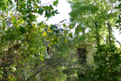The image is a photograph of a stone tower partially obscured by dense foliage. The tower, constructed from light-colored stone, stands tall amidst a thick canopy of green leaves. The structure is rectangular with a flat top, and its walls are smooth, showing signs of age and weathering. The tower is surrounded by various types of trees and bushes, creating a natural frame around it. The sky is visible through the gaps in the foliage, appearing as a bright blue background. The overall scene is serene and somewhat mysterious, with the tower's presence adding a sense of historical significance. The image is taken from a low angle, emphasizing the height and grandeur of the tower. The ground is not visible, focusing the viewer's attention solely on the tower and its natural surroundings. The photograph captures the essence of a secluded, ancient structure nestled within a lush, green forest.