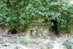 The image is a high-resolution photograph of a dense, overgrown forest scene. The foreground features a thick carpet of green ferns and other low-lying vegetation, with scattered leaves and branches on the ground. The middle ground is dominated by tall, mature trees with thick trunks, their bark a mix of brown and grey, and their branches intertwined, creating a dense canopy. The trees are covered in a lush layer of green foliage, with some leaves turning yellow, indicating the onset of autumn. The sunlight filters through the canopy, casting dappled shadows on the forest floor. The background is less distinct due to the density of the foliage, but it appears to be more of the same forest, extending into the distance. The overall mood of the image is serene and somewhat mysterious, with the dense foliage and shadows creating a sense of seclusion and tranquility. The image does not contain any discernible human-made structures or objects, emphasizing the natural beauty of the forest. The photograph is taken from a low angle, looking up at the trees, which adds to the sense of grandeur and mystery. The image is rich in detail and texture, from the smoothness of the leaves to the rough bark of the trees, and the softness of the ferns in the foreground. The colors are predominantly green, with hints of brown and grey, and the overall effect is one of natural beauty and serenity. The image is a testament to the untouched, wild nature of the forest.