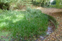The image is a high-resolution photograph capturing a serene autumn scene in a forest. The foreground features a small, clear stream flowing gently from left to right, its water reflecting the surrounding greenery. The stream is bordered by tall, green grasses and a few scattered, brown leaves, indicating the transition from summer to fall. The middle ground is dominated by a dense forest with a mix of deciduous trees, their leaves displaying various shades of green, yellow, and brown, suggesting the onset of autumn. The forest floor is covered with a carpet of fallen leaves, adding a sense of tranquility to the scene. The background reveals a glimpse of a clear blue sky through the canopy, enhancing the overall calmness of the setting. The image is taken from a low angle, emphasizing the natural beauty and serenity of the forest landscape. The photograph is sharp and detailed, capturing the textures and colors of the natural environment with precision. The image does not contain any human-made objects or structures, emphasizing the untouched and natural state of the forest. The overall mood is peaceful and inviting, inviting the viewer to explore the natural beauty of the forest. The image is a testament to the photographer's skill in capturing the essence of nature in a single frame. The photograph is likely taken during the daytime, as indicated by the bright natural light illuminating the scene. The image is devoid of any text or human presence, focusing solely on the natural elements. The photograph is a realistic representation of a forest stream in autumn, capturing the essence of the season with its vibrant colors and serene atmosphere. The image is a beautiful example of landscape photography, highlighting the natural beauty of the forest in a single, captivating frame. The photograph is likely taken with a high-quality digital camera, as indicated by its sharpness and clarity. The image is a testament to the photographer's skill in capturing the essence of nature in a single frame.