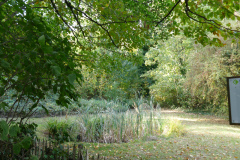 The image is a high-resolution photograph of a serene woodland scene. The foreground features a dense cluster of tall, green trees with a mix of deciduous and coniferous species, their leaves creating a lush canopy. The ground is covered with a carpet of fallen leaves, predominantly brown and orange, indicating a late summer or early autumn setting. A narrow dirt path winds through the forest, leading the viewer's eye towards a wooden signpost on the right side of the image. The signpost is rectangular, with a white background and black text, partially visible, suggesting information about the trail or the park. The path is bordered by tall grasses and wildflowers, adding a touch of color and texture to the scene. The overall atmosphere is tranquil and inviting, with the natural elements creating a sense of seclusion and peace. The image captures the essence of a peaceful woodland walk, emphasizing the beauty and tranquility of nature.