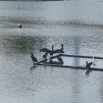 The image is a high-resolution photograph capturing a dynamic scene of water skiing on a calm lake. In the foreground, a water skier, dressed in a white life jacket and black shorts, is seen gliding across the water's surface, holding onto a rope attached to a boat. The skier's body is slightly bent, and their arms are extended, creating a sense of motion and balance. The boat, partially visible in the background, leaves a trail of wake behind it, indicating its movement across the water. The lake's surface is smooth, with only slight ripples disturbing the otherwise tranquil scene. The sky is not visible, focusing the viewer's attention solely on the water and the skier. The image is taken from a low angle, emphasizing the skier's form and the expansive water body. The overall composition highlights the sport's thrill and the serene beauty of the natural setting. Keywords: water skiing, lake, water, boat, life jacket, shorts, rope, wake, calm, motion, balance, nature, sport, high-resolution, photograph.