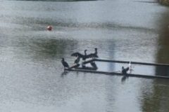The image is a high-resolution photograph capturing a dynamic scene of water skiing on a calm lake. In the foreground, a water skier, dressed in a white life jacket and black shorts, is seen gliding across the water's surface, holding onto a rope attached to a boat. The skier's body is slightly bent, and their arms are extended, creating a sense of motion and balance. The boat, partially visible in the background, leaves a trail of wake behind it, indicating its movement across the water. The lake's surface is smooth, with only slight ripples disturbing the otherwise tranquil scene. The sky is not visible, focusing the viewer's attention solely on the water and the skier. The image is taken from a low angle, emphasizing the skier's form and the expansive water body. The overall composition highlights the sport's thrill and the serene beauty of the natural setting. Keywords: water skiing, lake, water, boat, life jacket, shorts, rope, wake, calm, motion, balance, nature, sport, high-resolution, photograph.