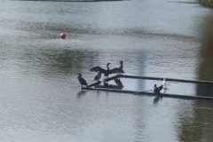 The image is a high-resolution photograph capturing a dynamic scene of water skiing on a calm lake. In the foreground, a water skier, dressed in a white life jacket and black shorts, is seen gliding across the water's surface, holding onto a rope attached to a boat. The skier's body is slightly bent, and their arms are extended, creating a sense of motion and balance. The boat, partially visible in the background, leaves a trail of wake behind it, indicating its movement across the water. The lake's surface is smooth, with only slight ripples disturbing the otherwise tranquil scene. The sky is not visible, focusing the viewer's attention solely on the water and the skier. The image is taken from a low angle, emphasizing the skier's form and the expansive water body. The overall composition highlights the sport's thrill and the serene beauty of the natural setting. Keywords: water skiing, lake, water, boat, life jacket, shorts, rope, wake, calm, motion, balance, nature, sport, high-resolution, photograph.