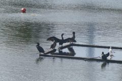 The image is a high-resolution photograph capturing a dynamic scene of water skiing on a calm lake. In the foreground, a water skier, dressed in a white life jacket and black shorts, is seen gliding across the water's surface, holding onto a rope attached to a boat. The skier's body is slightly bent, and their arms are extended, creating a sense of motion and balance. The boat, partially visible in the background, leaves a trail of wake behind it, indicating its movement across the water. The lake's surface is smooth, with only slight ripples disturbing the otherwise tranquil scene. The sky is not visible, focusing the viewer's attention solely on the water and the skier. The image is taken from a low angle, emphasizing the skier's form and the expansive water body. The overall composition highlights the sport's thrill and the serene beauty of the natural setting. Keywords: water skiing, lake, water, boat, life jacket, shorts, rope, wake, calm, motion, balance, nature, sport, high-resolution, photograph.