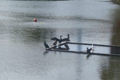 The image is a high-resolution photograph capturing a dynamic scene of water skiing on a calm lake. In the foreground, a water skier, dressed in a white life jacket and black shorts, is seen gliding across the water's surface, holding onto a rope attached to a boat. The skier's body is slightly bent, and their arms are extended, creating a sense of motion and balance. The boat, partially visible in the background, leaves a trail of wake behind it, indicating its movement across the water. The lake's surface is smooth, with only slight ripples disturbing the otherwise tranquil scene. The sky is not visible, focusing the viewer's attention solely on the water and the skier. The image is taken from a low angle, emphasizing the skier's form and the expansive water body. The overall composition highlights the sport's thrill and the serene beauty of the natural setting. Keywords: water skiing, lake, water, boat, life jacket, shorts, rope, wake, calm, motion, balance, nature, sport, high-resolution, photograph.