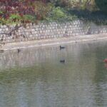 The image is a serene landscape featuring a calm body of water, likely a pond or small lake, with a stone wall running along its left side. The wall is constructed from large, rectangular stones, giving it a rustic and ancient appearance. The water is a deep blue-green, reflecting the sky and surrounding vegetation. On the right side of the image, there is a mix of green and red foliage, indicating a transition between seasons, possibly autumn. The red leaves are vibrant and contrast sharply with the green, adding a touch of warmth to the scene. In the foreground, there is a small, orange buoy floating on the water, adding a pop of color and a sense of tranquility. The overall mood of the image is peaceful and natural, with a focus on the interplay of water, stone, and foliage. The image is taken from a low angle, emphasizing the calmness and stillness of the scene. The texture of the stone wall is rough and weathered, while the water appears smooth and undisturbed. The buoy is slightly off-center, adding a dynamic element to the otherwise static composition. The image is clear and well-lit, with natural light enhancing the colors and textures. The overall effect is one of tranquility and natural beauty. The image is a high-resolution photograph, capturing the details of the landscape with precision. The image is likely taken during the daytime, as indicated by the bright, natural light. The image is a realistic representation of the scene, with no visible manipulation or digital enhancement. The image is a testament to the photographer's skill in capturing the essence of a natural landscape. The image is a high-resolution photograph, capturing the details of the landscape with precision. The image is likely taken during the daytime, as indicated by the bright, natural light. The image is a realistic representation of the scene, with no visible manipulation or digital enhancement.