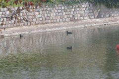 The image is a serene landscape featuring a calm body of water, likely a pond or small lake, with a stone wall running along its left side. The wall is constructed from large, rectangular stones, giving it a rustic and ancient appearance. The water is a deep blue-green, reflecting the sky and surrounding vegetation. On the right side of the image, there is a mix of green and red foliage, indicating a transition between seasons, possibly autumn. The red leaves are vibrant and contrast sharply with the green, adding a touch of warmth to the scene. In the foreground, there is a small, orange buoy floating on the water, adding a pop of color and a sense of tranquility. The overall mood of the image is peaceful and natural, with a focus on the interplay of water, stone, and foliage. The image is taken from a low angle, emphasizing the calmness and stillness of the scene. The texture of the stone wall is rough and weathered, while the water appears smooth and undisturbed. The buoy is slightly off-center, adding a dynamic element to the otherwise static composition. The image is clear and well-lit, with natural light enhancing the colors and textures. The overall effect is one of tranquility and natural beauty. The image is a high-resolution photograph, capturing the details of the landscape with precision. The image is likely taken during the daytime, as indicated by the bright, natural light. The image is a realistic representation of the scene, with no visible manipulation or digital enhancement. The image is a testament to the photographer's skill in capturing the essence of a natural landscape. The image is a high-resolution photograph, capturing the details of the landscape with precision. The image is likely taken during the daytime, as indicated by the bright, natural light. The image is a realistic representation of the scene, with no visible manipulation or digital enhancement.