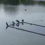 The image is a high-resolution photograph capturing a serene scene of a small, rectangular floating platform on a calm body of water. The platform is made of wood and is partially submerged, with its top edge visible above the water's surface. It is positioned horizontally in the center of the image, with its longer side facing the viewer. The platform is adorned with several black birds, likely cormorants, perched on its edge. The birds are scattered across the platform, some facing the camera while others are turned away, giving a sense of natural behavior. The water surrounding the platform is a deep blue, reflecting the clear sky above. In the background, the shoreline is visible, with a mix of green foliage and a few buildings, suggesting a park or recreational area. The overall composition of the image emphasizes the tranquility and natural beauty of the scene. The photograph is taken during daylight hours, with natural light illuminating the subject and enhancing the colors and details. The image is clear and sharp, with no visible distortions or artifacts. The floating platform and the birds are the main focal points, with the background elements providing context and depth to the scene. The image does not contain any text or human-made objects, emphasizing the natural environment. The photograph is likely taken with a digital camera, given its high resolution and clarity. The image is a realistic representation of the scene, with no digital manipulation or enhancements. The overall mood of the image is peaceful and serene, capturing a moment of stillness in nature. The photograph is a testament to the beauty of natural landscapes and the tranquility they offer. The image is a high-resolution photograph capturing a serene scene of a small, rectangular floating platform on a calm body of water. The platform is made of wood and is partially submerged, with its top edge visible above the water's surface. It is positioned horizontally in the center of the image, with its longer side facing the viewer.