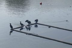 The image is a high-resolution photograph capturing a serene scene of a small, rectangular floating platform on a calm body of water. The platform is made of wood and is partially submerged, with its top edge visible above the water's surface. It is positioned horizontally in the center of the image, with its longer side facing the viewer. The platform is adorned with several black birds, likely cormorants, perched on its edge. The birds are scattered across the platform, some facing the camera while others are turned away, giving a sense of natural behavior. The water surrounding the platform is a deep blue, reflecting the clear sky above. In the background, the shoreline is visible, with a mix of green foliage and a few buildings, suggesting a park or recreational area. The overall composition of the image emphasizes the tranquility and natural beauty of the scene. The photograph is taken during daylight hours, with natural light illuminating the subject and enhancing the colors and details. The image is clear and sharp, with no visible distortions or artifacts. The floating platform and the birds are the main focal points, with the background elements providing context and depth to the scene. The image does not contain any text or human-made objects, emphasizing the natural environment. The photograph is likely taken with a digital camera, given its high resolution and clarity. The image is a realistic representation of the scene, with no digital manipulation or enhancements. The overall mood of the image is peaceful and serene, capturing a moment of stillness in nature. The photograph is a testament to the beauty of natural landscapes and the tranquility they offer. The image is a high-resolution photograph capturing a serene scene of a small, rectangular floating platform on a calm body of water. The platform is made of wood and is partially submerged, with its top edge visible above the water's surface. It is positioned horizontally in the center of the image, with its longer side facing the viewer.