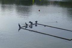 The image is a high-resolution photograph capturing a serene scene of a small, rectangular floating platform on a calm body of water. The platform is made of wood and is partially submerged, with its top edge visible above the water's surface. It is positioned horizontally in the center of the image, with its longer side facing the viewer. The platform is adorned with several black birds, likely cormorants, perched on its edge. The birds are scattered across the platform, some facing the camera while others are turned away, giving a sense of natural behavior. The water surrounding the platform is a deep blue, reflecting the clear sky above. In the background, the shoreline is visible, with a mix of green foliage and a few buildings, suggesting a park or recreational area. The overall composition of the image emphasizes the tranquility and natural beauty of the scene. The photograph is taken during daylight hours, with natural light illuminating the subject and enhancing the colors and details. The image is clear and sharp, with no visible distortions or artifacts. The floating platform and the birds are the main focal points, with the background elements providing context and depth to the scene. The image does not contain any text or human-made objects, emphasizing the natural environment. The photograph is likely taken with a digital camera, given its high resolution and clarity. The image is a realistic representation of the scene, with no digital manipulation or enhancements. The overall mood of the image is peaceful and serene, capturing a moment of stillness in nature. The photograph is a testament to the beauty of natural landscapes and the tranquility they offer. The image is a high-resolution photograph capturing a serene scene of a small, rectangular floating platform on a calm body of water. The platform is made of wood and is partially submerged, with its top edge visible above the water's surface. It is positioned horizontally in the center of the image, with its longer side facing the viewer.