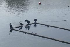 The image is a high-resolution photograph capturing a serene scene of a small, rectangular floating platform on a calm body of water. The platform is made of wood and is partially submerged, with its top edge visible above the water's surface. It is positioned horizontally in the center of the image, with its longer side facing the viewer. The platform is adorned with several black birds, likely cormorants, perched on its edge. The birds are scattered across the platform, some facing the camera while others are turned away, giving a sense of natural behavior. The water surrounding the platform is a deep blue, reflecting the clear sky above. In the background, the shoreline is visible, with a mix of green foliage and a few buildings, suggesting a park or recreational area. The overall composition of the image emphasizes the tranquility and natural beauty of the scene. The photograph is taken during daylight hours, with natural light illuminating the subject and enhancing the colors and details. The image is clear and sharp, with no visible distortions or artifacts. The floating platform and the birds are the main focal points, with the background elements providing context and depth to the scene. The image does not contain any text or human-made objects, emphasizing the natural environment. The photograph is likely taken with a digital camera, given its high resolution and clarity. The image is a realistic representation of the scene, with no digital manipulation or enhancements. The overall mood of the image is peaceful and serene, capturing a moment of stillness in nature. The photograph is a testament to the beauty of natural landscapes and the tranquility they offer. The image is a high-resolution photograph capturing a serene scene of a small, rectangular floating platform on a calm body of water. The platform is made of wood and is partially submerged, with its top edge visible above the water's surface. It is positioned horizontally in the center of the image, with its longer side facing the viewer.