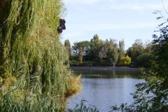 The image is a serene landscape photograph featuring a tranquil lake surrounded by lush greenery. The lake, which occupies the central portion of the image, is calm with a smooth, reflective surface that mirrors the sky and surrounding trees. The sky above is clear, with a gradient of soft blue hues transitioning to a lighter shade near the horizon. The lake is bordered by an array of trees and shrubs, predominantly deciduous with a mix of coniferous species, their green foliage varying in shades and textures. On the left side of the image, a large, weeping willow tree with long, slender leaves drapes gracefully over the water, its branches partially submerged. The right side of the image features a mix of taller, upright trees, including a prominent pine tree with a dense, conical shape. The foreground is dominated by a dense cluster of bushes and smaller trees, creating a natural frame around the lake. The overall composition is balanced, with the natural elements harmoniously integrated, evoking a sense of peace and tranquility. The image is captured during daylight hours, with natural light illuminating the scene, enhancing the vibrant greens and the calm blue of the water. The photograph is taken from a vantage point that offers a panoramic view of the lake and its surroundings, emphasizing the natural beauty and serenity of the scene. The image is devoid of human presence, focusing solely on the natural landscape. The resolution is high, allowing for detailed observation of the textures and colors within the scene. The photograph is likely taken with a digital camera, given its clarity and sharpness. The image does not contain any text or discernible human-made objects, further emphasizing the natural setting. The overall mood is one of calm and serenity, with the natural elements dominating the composition. The image is a testament to the beauty of untouched nature, captured in a moment of stillness.