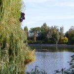 The image is a serene landscape photograph featuring a tranquil lake surrounded by lush greenery. The lake, which occupies the central portion of the image, is calm with a smooth, reflective surface that mirrors the sky and surrounding trees. The sky above is clear, with a gradient of soft blue hues transitioning to a lighter shade near the horizon. The lake is bordered by an array of trees and shrubs, predominantly deciduous with a mix of coniferous species, their green foliage varying in shades and textures. On the left side of the image, a large, weeping willow tree with long, slender leaves drapes gracefully over the water, its branches partially submerged. The right side of the image features a mix of taller, upright trees, including a prominent pine tree with a dense, conical shape. The foreground is dominated by a dense cluster of bushes and smaller trees, creating a natural frame around the lake. The overall composition is balanced, with the natural elements harmoniously integrated, evoking a sense of peace and tranquility. The image is captured during daylight hours, with natural light illuminating the scene, enhancing the vibrant greens and the calm blue of the water. The photograph is taken from a vantage point that offers a panoramic view of the lake and its surroundings, emphasizing the natural beauty and serenity of the scene. The image is devoid of human presence, focusing solely on the natural landscape. The resolution is high, allowing for detailed observation of the textures and colors within the scene. The photograph is likely taken with a digital camera, given its clarity and sharpness. The image does not contain any text or discernible human-made objects, further emphasizing the natural setting. The overall mood is one of calm and serenity, with the natural elements dominating the composition. The image is a testament to the beauty of untouched nature, captured in a moment of stillness.