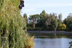 The image is a serene landscape photograph featuring a tranquil lake surrounded by lush greenery. The lake, which occupies the central portion of the image, is calm with a smooth, reflective surface that mirrors the sky and surrounding trees. The sky above is clear, with a gradient of soft blue hues transitioning to a lighter shade near the horizon. The lake is bordered by an array of trees and shrubs, predominantly deciduous with a mix of coniferous species, their green foliage varying in shades and textures. On the left side of the image, a large, weeping willow tree with long, slender leaves drapes gracefully over the water, its branches partially submerged. The right side of the image features a mix of taller, upright trees, including a prominent pine tree with a dense, conical shape. The foreground is dominated by a dense cluster of bushes and smaller trees, creating a natural frame around the lake. The overall composition is balanced, with the natural elements harmoniously integrated, evoking a sense of peace and tranquility. The image is captured during daylight hours, with natural light illuminating the scene, enhancing the vibrant greens and the calm blue of the water. The photograph is taken from a vantage point that offers a panoramic view of the lake and its surroundings, emphasizing the natural beauty and serenity of the scene. The image is devoid of human presence, focusing solely on the natural landscape. The resolution is high, allowing for detailed observation of the textures and colors within the scene. The photograph is likely taken with a digital camera, given its clarity and sharpness. The image does not contain any text or discernible human-made objects, further emphasizing the natural setting. The overall mood is one of calm and serenity, with the natural elements dominating the composition. The image is a testament to the beauty of untouched nature, captured in a moment of stillness.